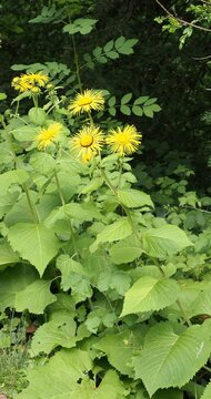 Giant fleabane (Inula magnifica) presenting strong stems bearing elliptical grayish-green tomentose leaves and adorned of golden yellow composite flowers with thin petals, slightly drooping