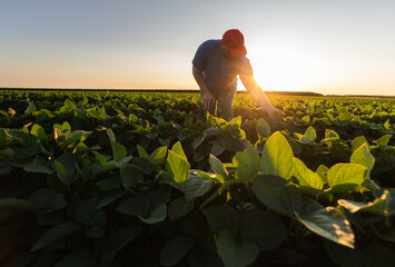 Young farmer in soybean fields