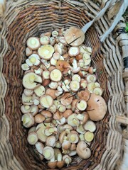 beans in a bowl,   butter mushrooms