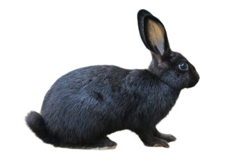 Black New Zealand rabbit against. Suitable for Easter, nature, animal, or petrelated concepts in design, marketing, or educational materials.