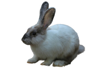 Cute gray and white Dutch rabbit, suitable for Easter designs, pet care content, nature blogs, childrens illustrations, and spring themes.
