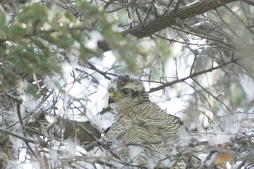 枝に止まるハイタカの幼鳥