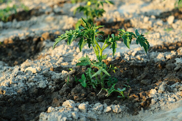 Green bud of tomato. Watering a tomato in the garden. 