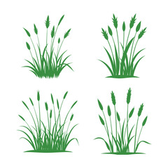 grass isolated on white background