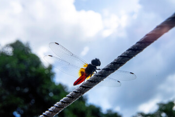 dragonfly on a rope