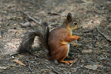 A curious squirrel in the forest in the morning.
