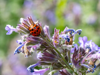 Close-up of a harlequin ladybird (Harmonia axyridis) on a purple wildflower. Invasive species in...