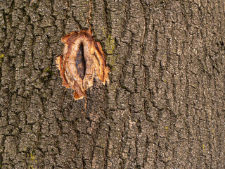 Tree bark with a healing wound in the trunk, showing a natural scar with textured wood. Nature...