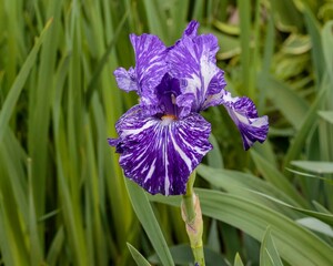 a purple Iris blossom blooming in the front garden