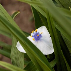 a white Widows Tears or Spiderwort blossom in the front garden