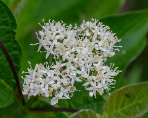 the bloom of a Dogwood bush in the early morning