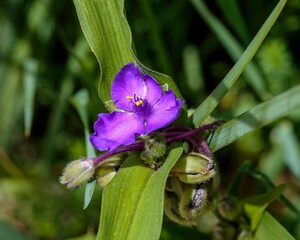 a purple Widows Tears or Spiderwort blossom in the front garden
