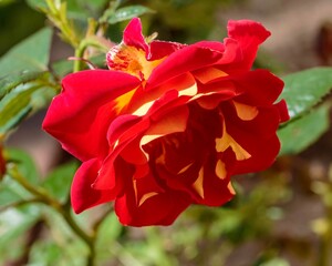 a red and yellow rose bloom early in the morning