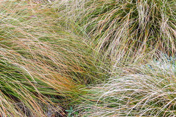 texture of native grasses used in australian waterwise low maintenance garden landscaping