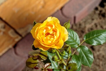 a close up of a yellow rose bloom early in the morning