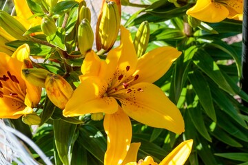 a close up of Yellow lily from the first wave section