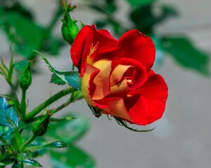 a red and yellow rose bloom early in the morning