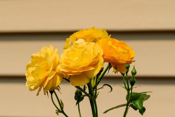 a close up of a yellow rose blooms early in the morning