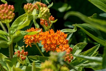 a close up of an orange butterfly bush in the back garden
