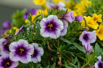 a close up of a flower pot full of grape and yellow million bells flowers