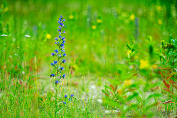Natural summer background with wild flowers on a blurred background with a beautiful bokeh effect.