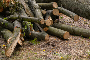 Freshly cut tree branches stacked on the ground after pruning or felling. Raw timber, forestry work, firewood preparation, or urban tree maintenance scene