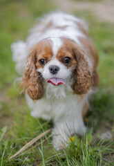 Cavalier King Charles Spaniel dog on a walk in the summer park.