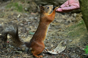 A cute squirrel takes nuts straight from your hand.