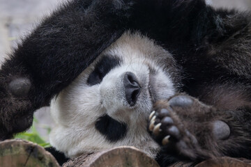 Giant panda is sleeping (Ailuropoda melanoleuca) also known as the panda bear or simply the panda,...