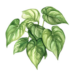 A Philodendron Plant, watercolor drawing vector, isolated on a white background. © AMIDCO