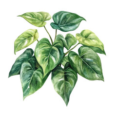 watercolor vector of A Philodendron Plant, isolated on a white background.