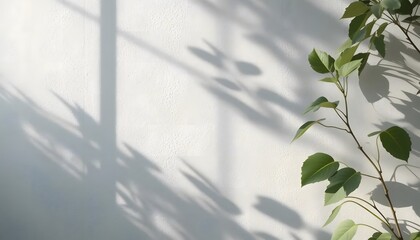 White Textured Wall with Green Leaf Shadows in Natural Sunlight