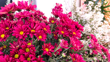 Bright magenta chrysanthemums in full bloom with vivid yellow centers, captured in a close-up shot. 