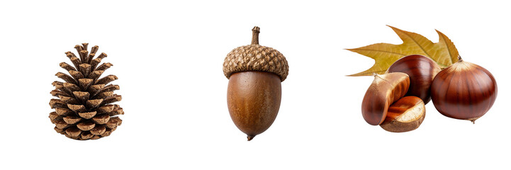 Pine cone, acorn, and chestnut with autumn leaves on white background  