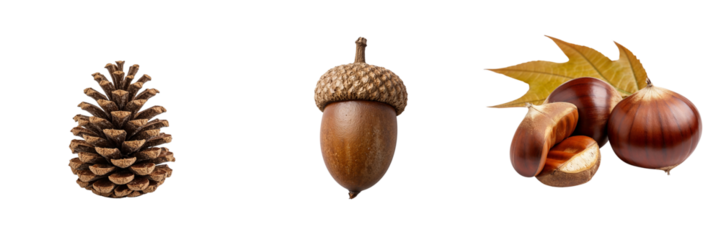 Pine cone, acorn, and chestnut with autumn leaves on white background  
