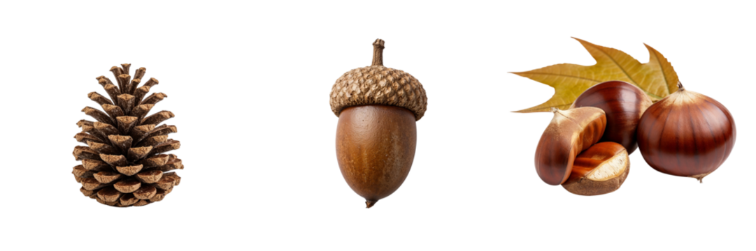 Pine cone, acorn, and chestnut with autumn leaves on white background  
