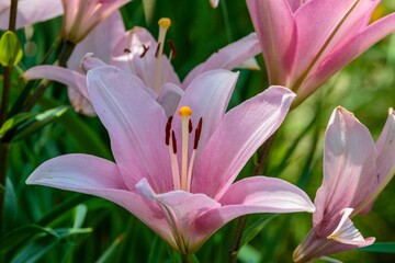 several Pink Lily blooms open in the side garden
