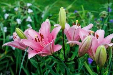 several Pink Lily blooms open in the side garden