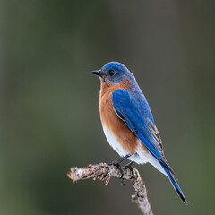 Eastern Bluebird Perched on Branch in Natural Light