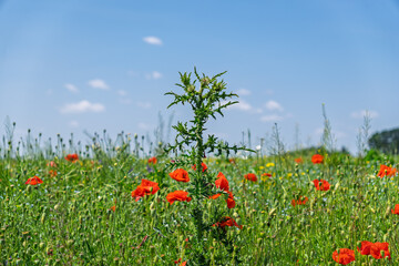 A spiky thistle plant (Carduus) standing out in a colorful field of wild poppies on a sunny day.Wild plants in a summer field: A close-up of a green thistle with a background of red poppies