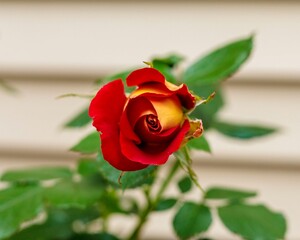 a close up of a blossom of a mustard and ketchup rose