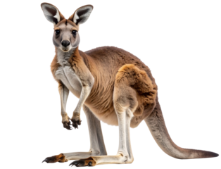  Realistic Kangaroo Standing Upright in Alert Pose – Wild Animal PNG.
