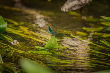 A dragonfly is sitting on a branch