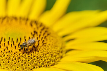 A sunflower displays its bright yellow petals against a blurred green background on a sunny summer day.