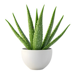 Fototapeta premium Aloe vera plant in a white pot.
