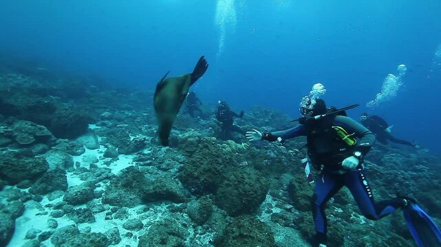 Galapagos sea lion gracefully swims towards divers exploring the underwater world. Sunlight filters through the surface, illuminating the rocky seabed below.