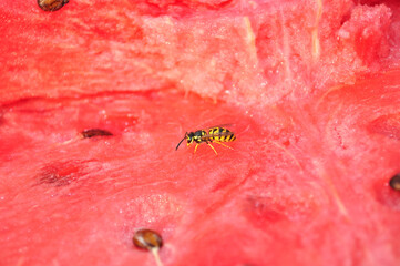 A yellow wasp is perched on a juicy slice of watermelon, showcasing its vibrant colors. The...