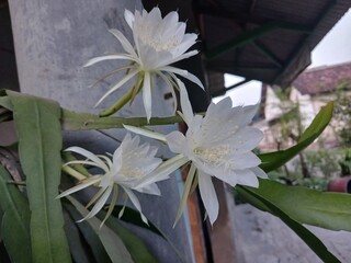 Close-Up of Night-Blooming Cereus Flower