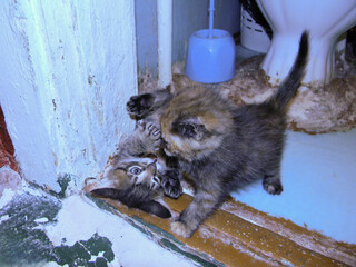 Two kittens playfully engage with each other in a warm indoor environment. The playful scuffle...