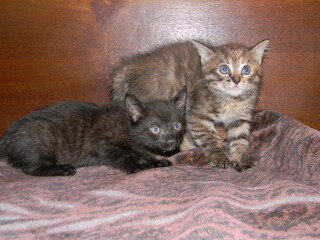 Two playful kittens explore their surroundings on a soft blanket. One is black with dark stripes,...